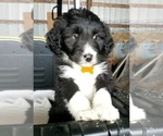 Small Photo #1 Aussiedoodle Puppy For Sale in DERBY, IA, USA