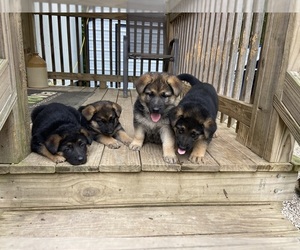 German Shepherd Dog Litter for sale in LAWRENCEBURG, TN, USA