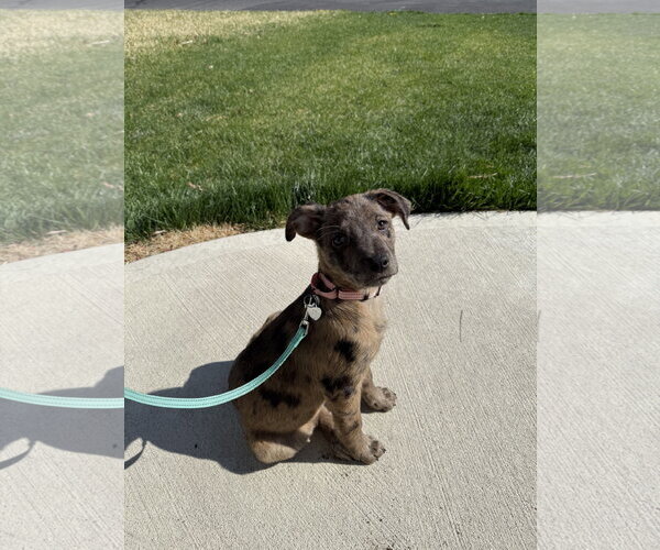 Medium Photo #5 Catahoula Leopard Dog-Unknown Mix Puppy For Sale in Oakhurst, NJ, USA