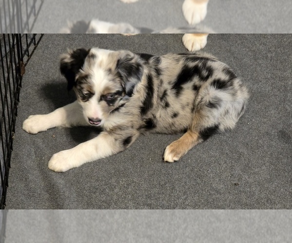 Medium Photo #3 Miniature Australian Shepherd Puppy For Sale in WADESBORO, NC, USA