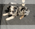 Small #2 Miniature Australian Shepherd