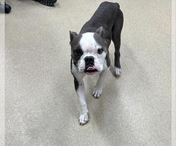 Medium Photo #1 American Staffordshire Terrier-Bulldog Mix Puppy For Sale in Grand Prairie, TX, USA