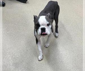 American Staffordshire Terrier-Bulldog Mix Dogs for adoption in Grand Prairie, TX, USA