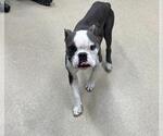 GABE - Male American Staffordshire Terrier-Bulldog Mix Dog for Adoption - Small photo