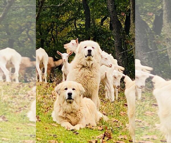 Medium Photo #12 Great Pyrenees Puppy For Sale in PINEVILLE, KY, USA