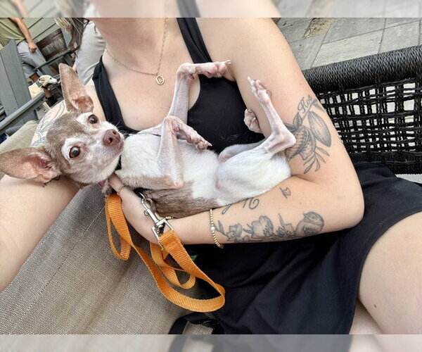 Medium Photo #3 Fox Terrier (Toy) Puppy For Sale in Holland, MI, USA