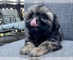 Small Photo #4 Shih Tzu Puppy For Sale in REDLANDS, CA, USA