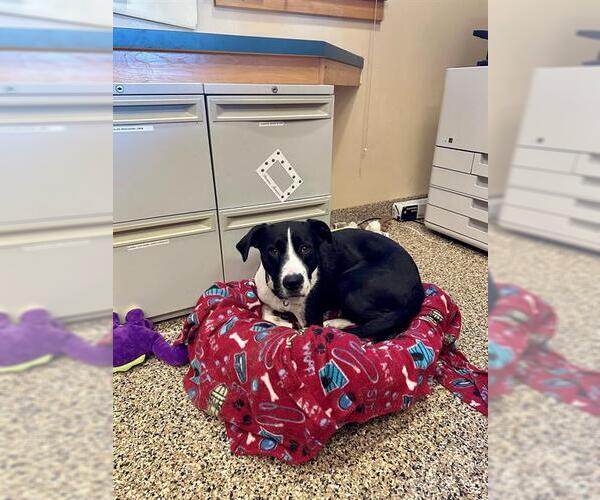 Medium Photo #1 Border Collie-Unknown Mix Puppy For Sale in Frisco, CO, USA