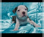 Small #8 American Bully
