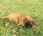 Small Photo #11 Bullmastiff Puppy For Sale in BELLVILLE, TX, USA