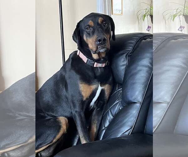 Medium Photo #5 Rottweiler-Unknown Mix Puppy For Sale in Hillsboro, NH, USA