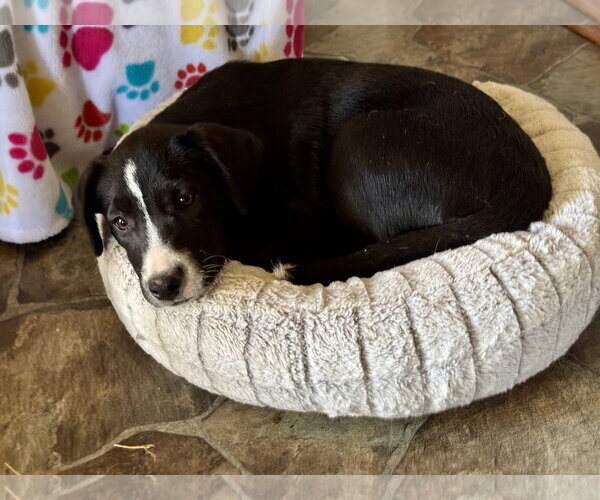 Medium Photo #2 Mutt Puppy For Sale in White Bluff, TN, USA