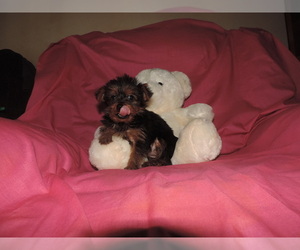 Yorkshire Terrier Puppy for Sale in CAULFIELD, Missouri USA