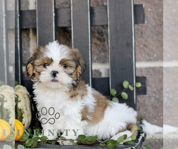 Medium Photo #3 Shih Tzu Puppy For Sale in GORDONVILLE, PA, USA