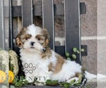 Felix - Male Shih Tzu Puppy for Sale - Photo #3