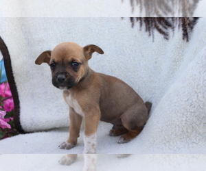 Boxador Puppy for sale in SHILOH, OH, USA