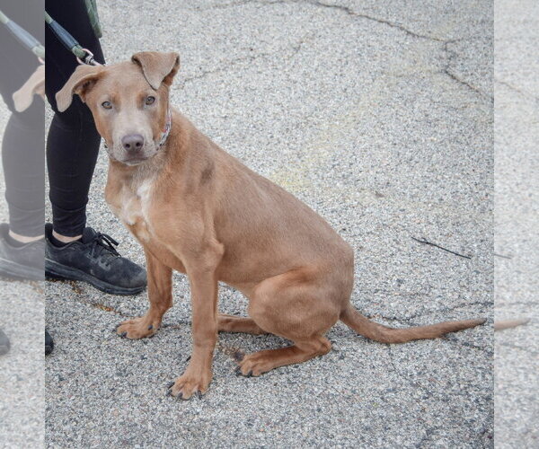 Medium Photo #3 Labmaraner Puppy For Sale in Huntley, IL, USA