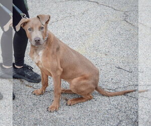 London - Female Labmaraner Dog for Adoption - Photo #3