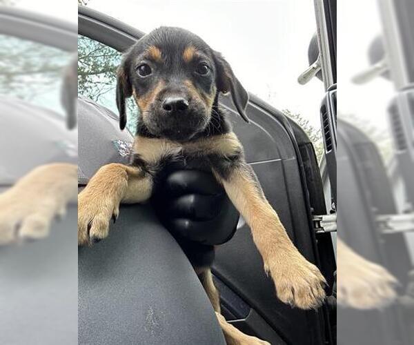 Medium Photo #1 Mutt Puppy For Sale in Houston, TX, USA