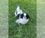 Small #2 Japanese Chin