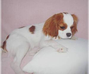 Cavalier King Charles Spaniel Puppy for sale in BILLINGS, MO, USA