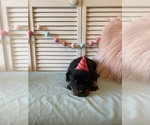 Small Photo #25 Rottweiler Puppy For Sale in NAPA, CA, USA