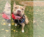 Small #7 American Pit Bull Terrier Mix
