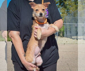 Scampi - Male Dachshund-Unknown Mix Dog for Adoption - Photo #3