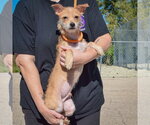 Small Photo #3 Dachshund-Unknown Mix Puppy For Sale in Huntley, IL, USA