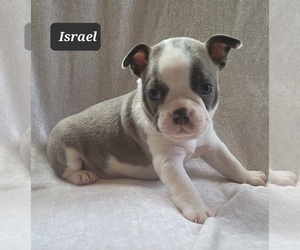 Boston Terrier Puppy for sale in POMEROY, OH, USA