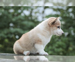 Small Photo #6 Pembroke Welsh Corgi Puppy For Sale in ELKTON, KY, USA