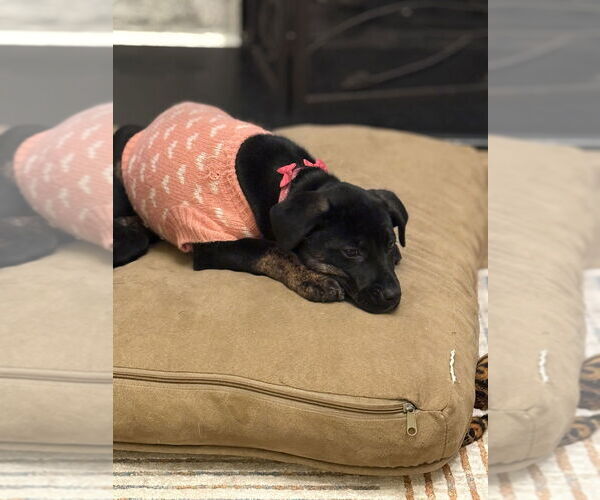 Medium Photo #1 Mutt Puppy For Sale in Evansville, IN, USA