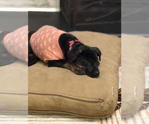 Mutt Dogs for adoption in Evansville, IN, USA