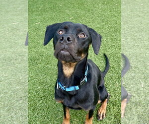 Buddy - Male Retriever -Rottweiler Mix Dog for Adoption - Photo #3