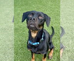 Small Photo #3 Retriever -Rottweiler Mix Puppy For Sale in NEWPORT NH, NH, USA