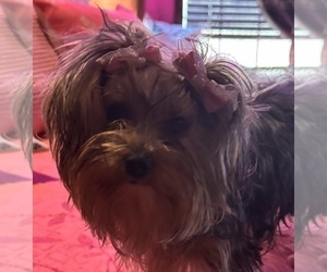 Mother of the Yorkshire Terrier puppies born on 03/02/2026