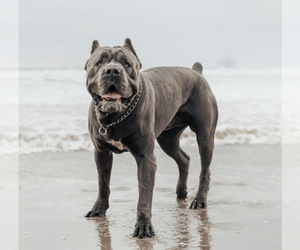 Father of the Cane Corso puppies born on 12/06/2025