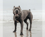 Small Photo #1 Cane Corso Puppy For Sale in RIVERSIDE, CA, USA