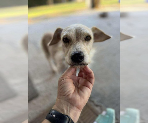 Medium Photo #17 Chihuahua-Unknown Mix Puppy For Sale in Princeton, MN, USA