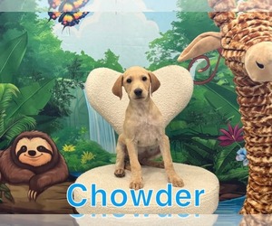 Mutt Dogs for adoption in Marine City, MI, USA