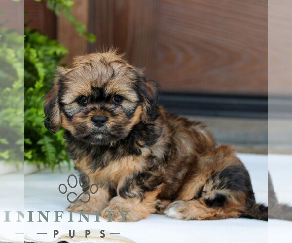 Medium Photo #3 Zuchon Puppy For Sale in MORGANTOWN, PA, USA
