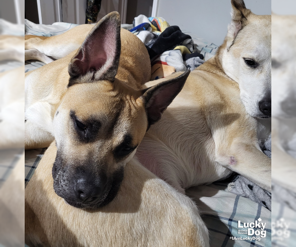 Medium Photo #3 Mutt Puppy For Sale in Washington, DC, USA