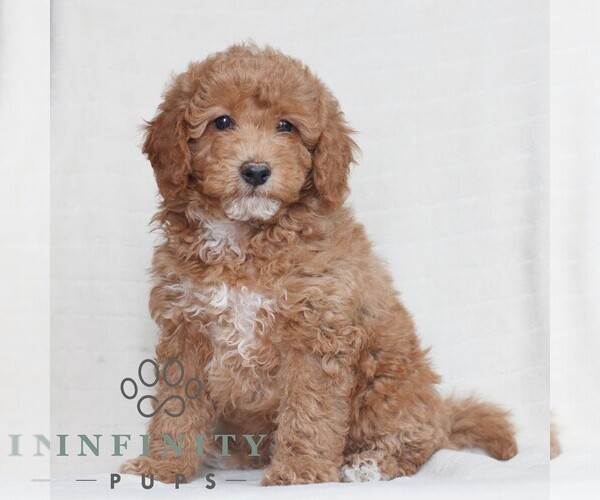 Medium Photo #1 Poodle (Miniature) Puppy For Sale in HONEY BROOK, PA, USA