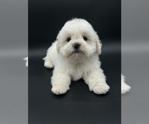 Zuchon Puppy for sale in FAIRBANK, IA, USA