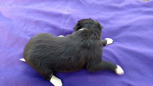 Medium Photo #5 Border Collie Puppy For Sale in RANDOLPH, AL, USA