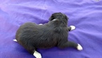 Small Photo #5 Border Collie Puppy For Sale in RANDOLPH, AL, USA