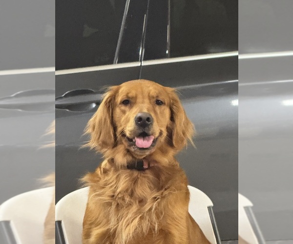 Medium Photo #1 Golden Retriever-Goldendoodle Mix Puppy For Sale in MALVERN, OH, USA