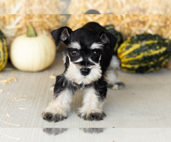 Medium Photo #5 Schnauzer (Miniature) Puppy For Sale in MILLERSBURG, IN, USA