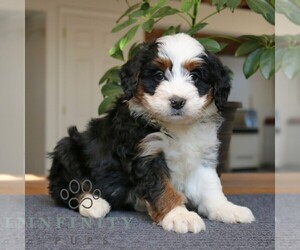 Bernedoodle (Miniature) Puppy for sale in LEOLA, PA, USA