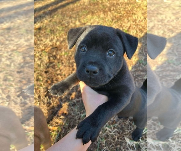 Medium Photo #2 Chinese Shar-Pei-Labrador Retriever Mix Puppy For Sale in Holly Springs, NC, USA